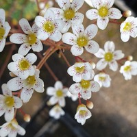 Saxifraga  'Canis-dalmatica'